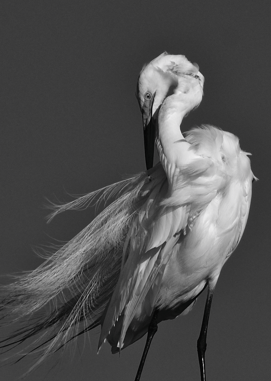 egret